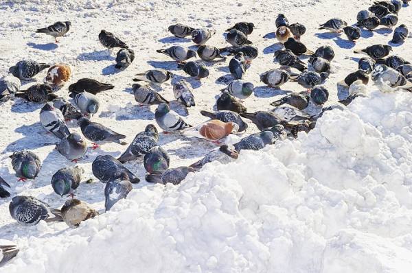 Photograph Mitchell Funk Pigeons In Snow on One Eyeland
